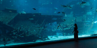 Singapore Oceanarium featured image