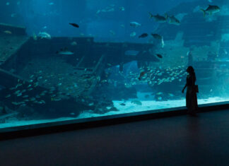 Singapore Oceanarium featured image