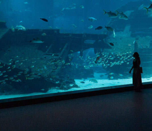 Singapore Oceanarium featured image