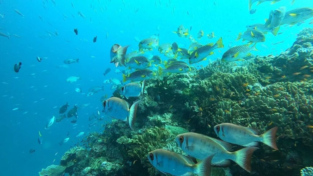 Suzie's Bommie - Things to Do in Papua New Guinea