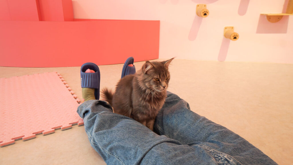 cat between a person's legs