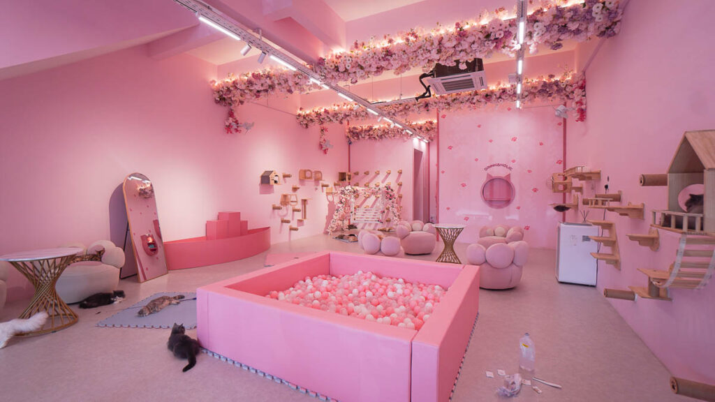 interior of a cat cafe
