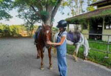 girl petting horse