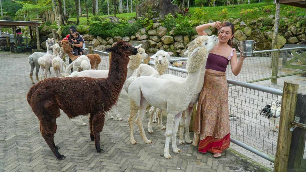Girl Feeding Alpacas at Bali Farm House - 3d2n Bali Itinerary