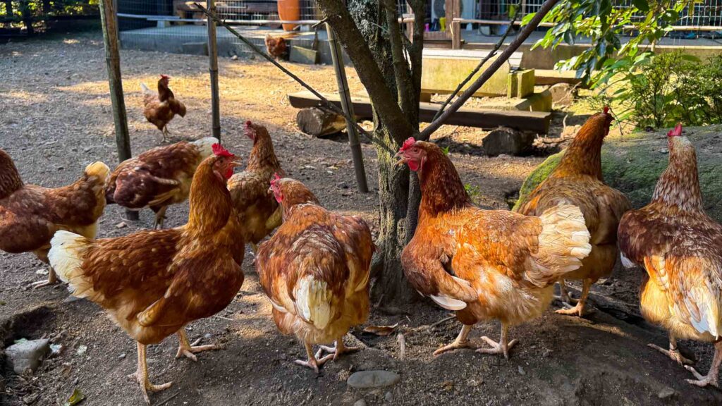 Chicken House - Accomodations in Azumino