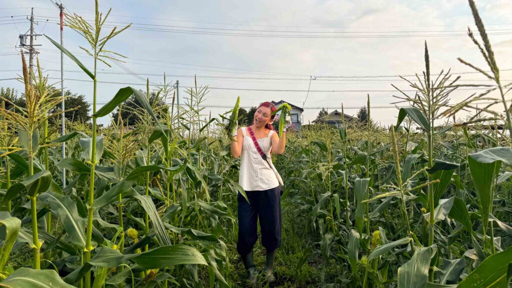 Girl Harvesting White Corn - Things To Do in Azumino