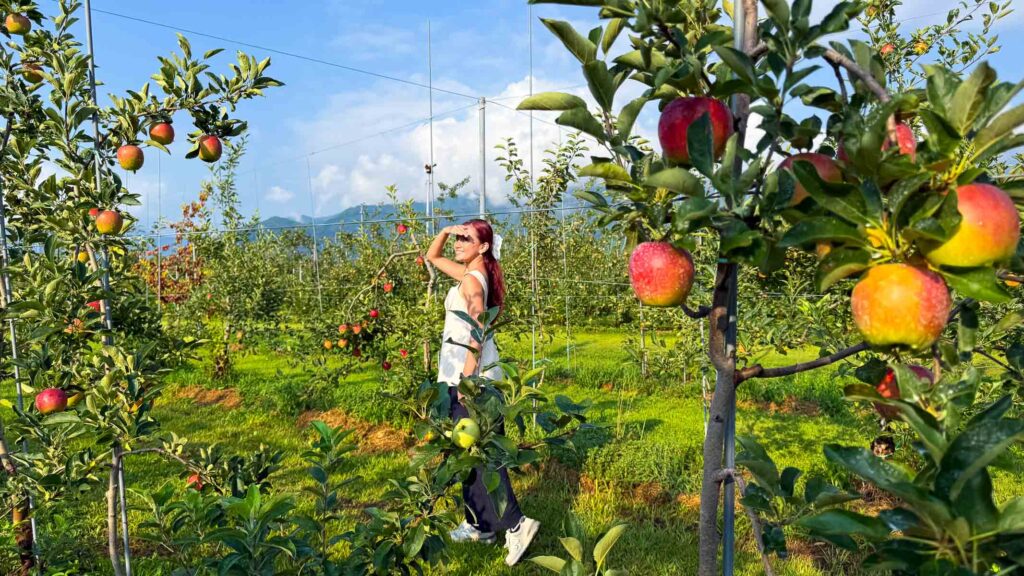 Girl at Yoneyama Apple farm - Things To Do in Azumino