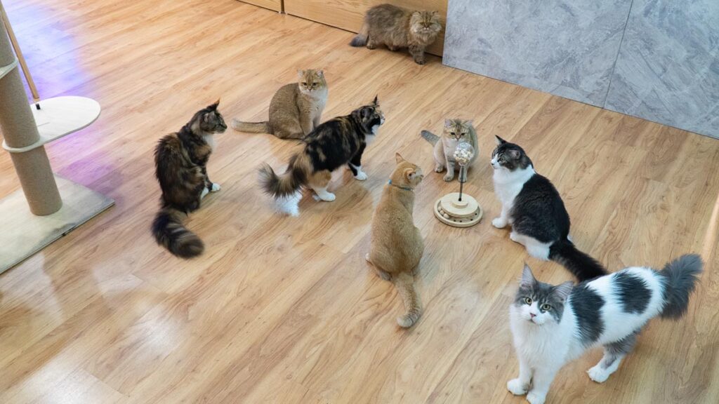Chucky Cat Cafe Cats - What to do in JB Sentral