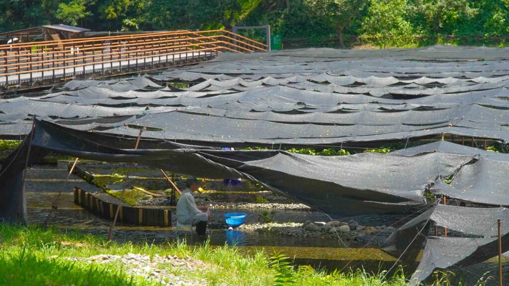 Daio Wasabi Farm - Things to do in Azumino