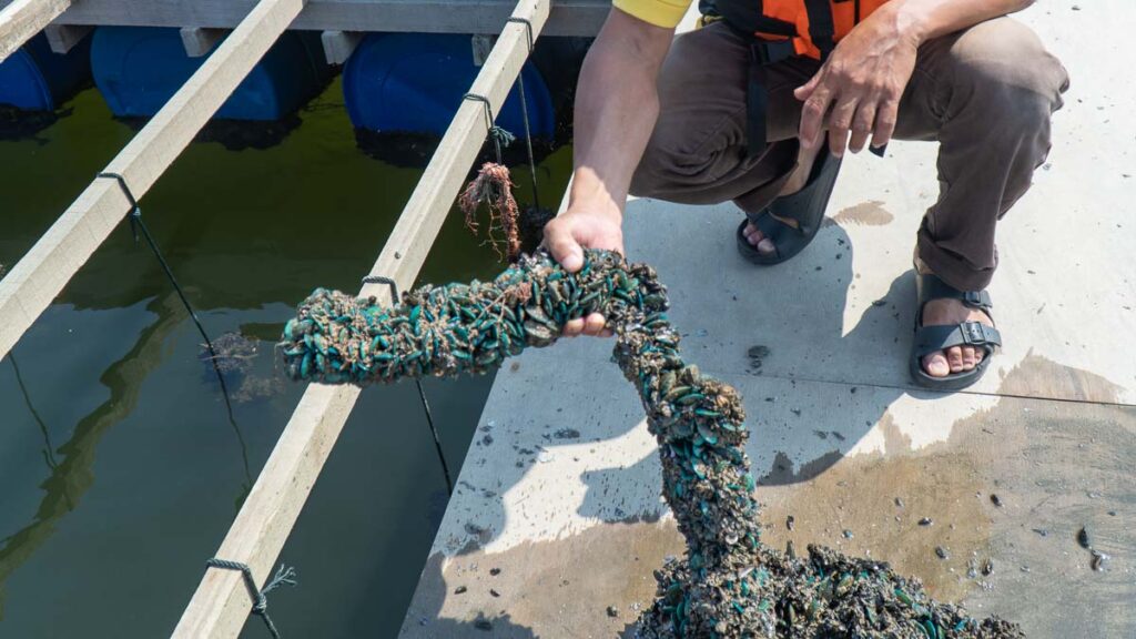 Hand Holding a Rope of Mussels - What to do in JB Sentral