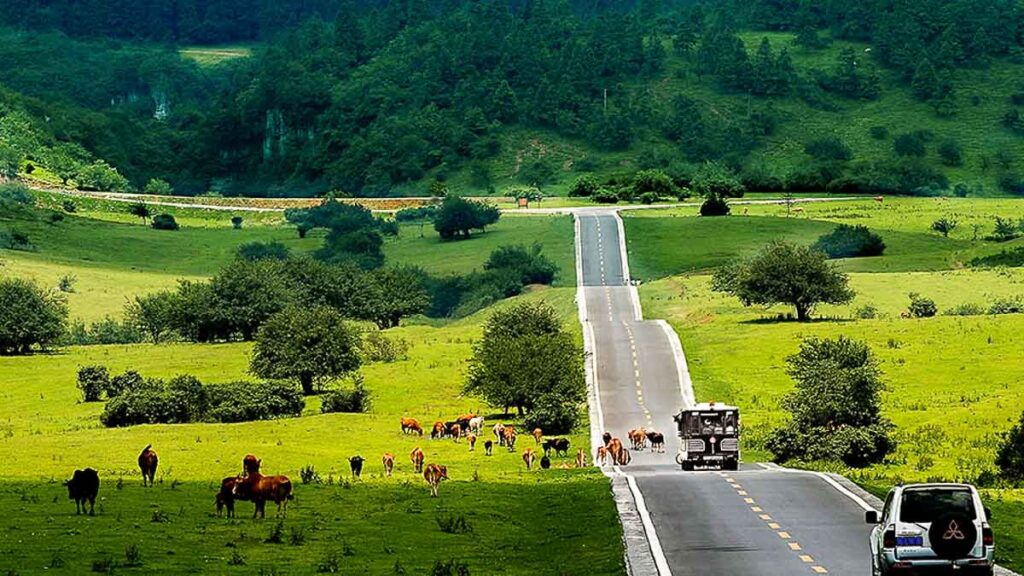  Wide shot of a long road through Fairy Mountain National Forest Park with horses grazing on the grasslands