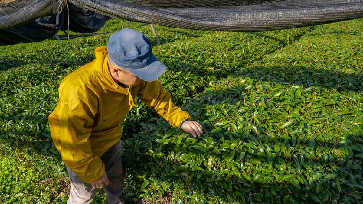 Tea farmer teaching about harvesting in Ayabe - Kyoto by the Sea