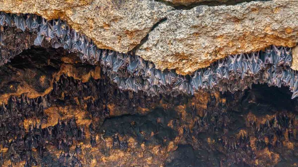 Bats inside Montfort Bat Sanctuary on Samal Island - Things to do in Davao