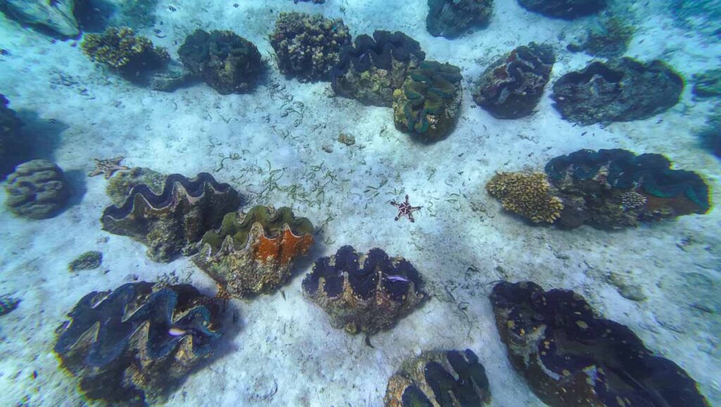 Giant Clam Sanctuary in Samal Island - Davao Guide