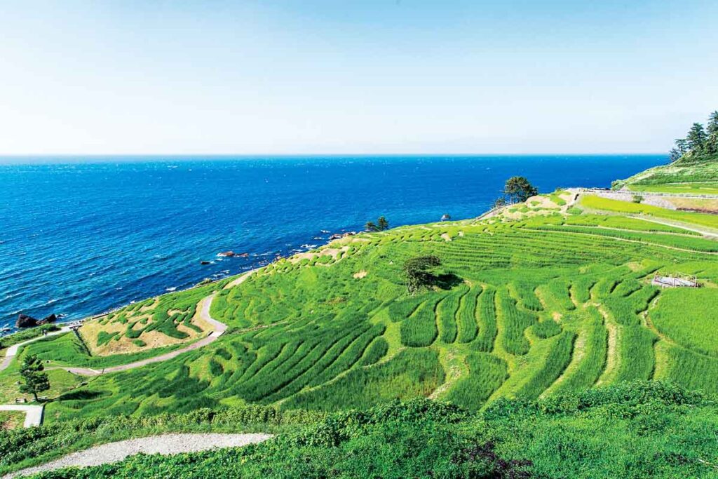 Green Rice Paddies at Shiroyone Senmaida Rice Terraces - Things to do in Noto