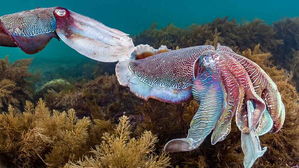 Whyalla Giant Cuttlefish Migration - South Australia winter activities