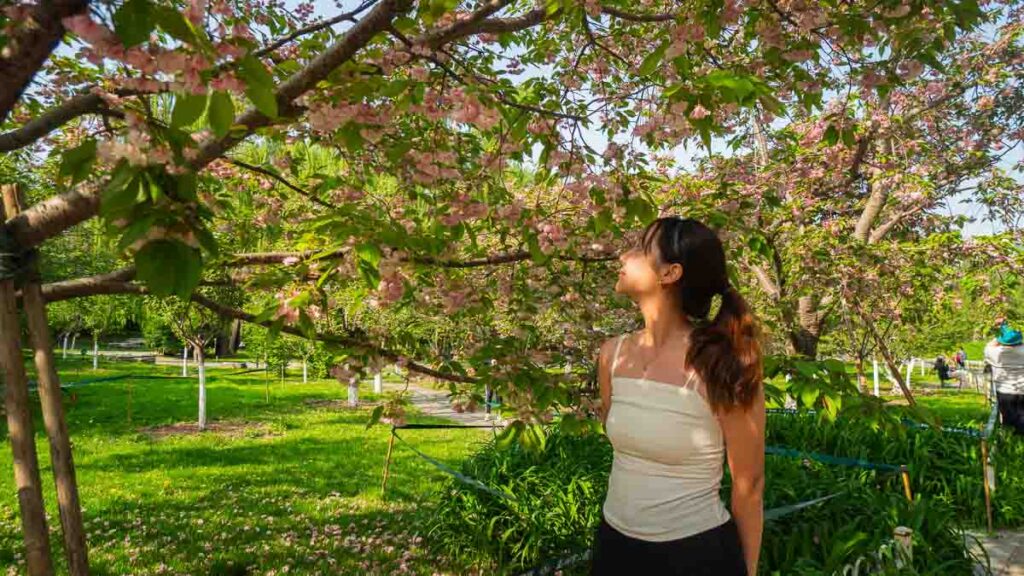 Girl looking at Cherry Blossoms - Beijing Itinerary