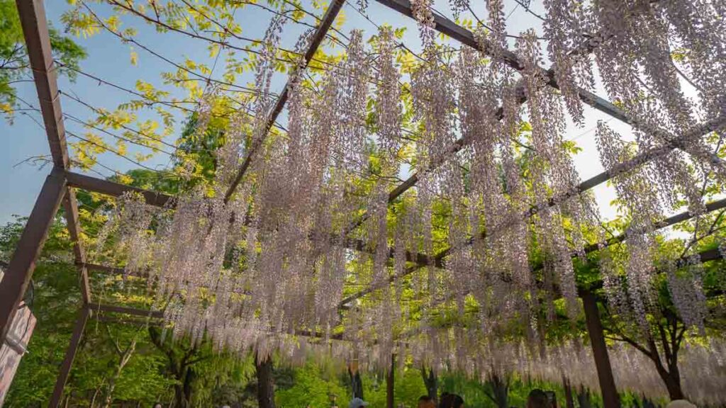 Flower Blooms - Beijing Itinerary