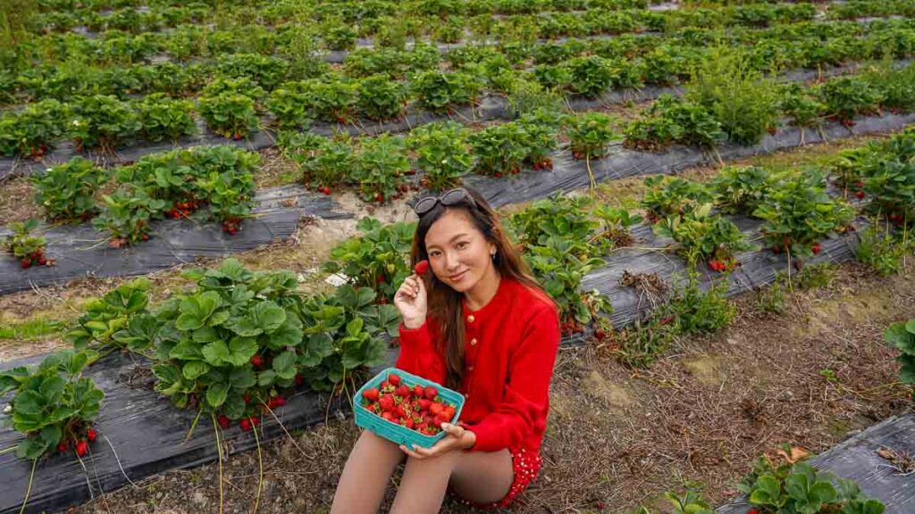Girl holding up strawberries in strawberry field - Vancouver attractions
