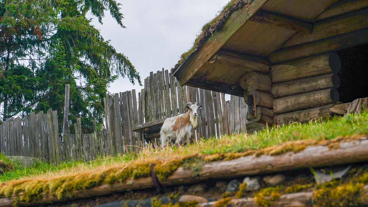Goat on roof - Vancouver Guide