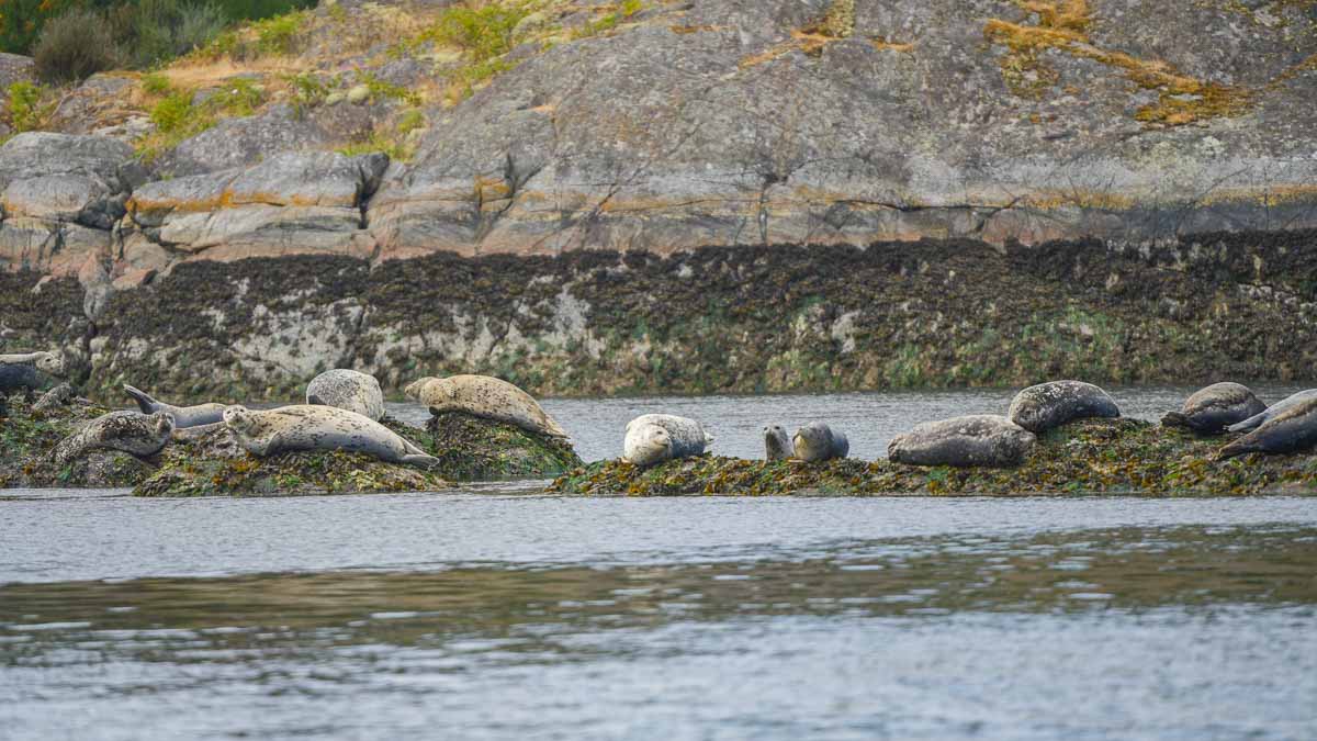 Harbour seals on rocks - Vancouver itinerary