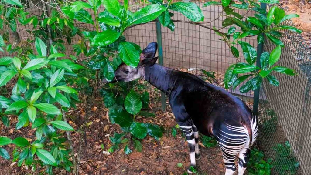 Okapi at Mandai Rainforest Wild Adventure - Things to Do in Singapore June 2026