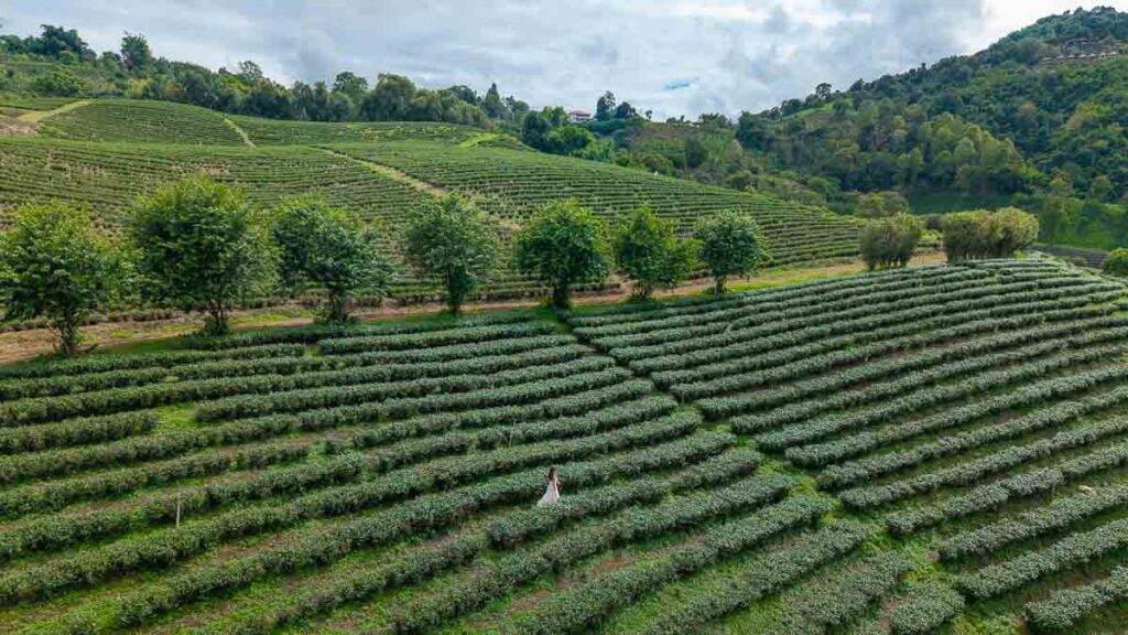 Drone shot of 101 Tea Plantation in Mae Salong - Chiang Rai Things to do
