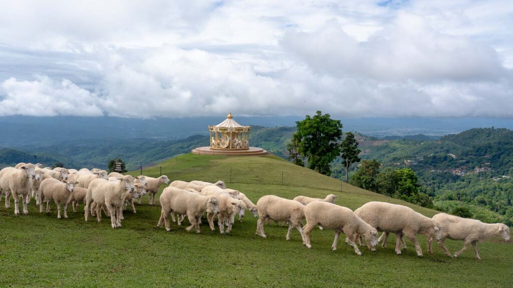Sheep at AKHA Farmville - Thing to do in Thailand