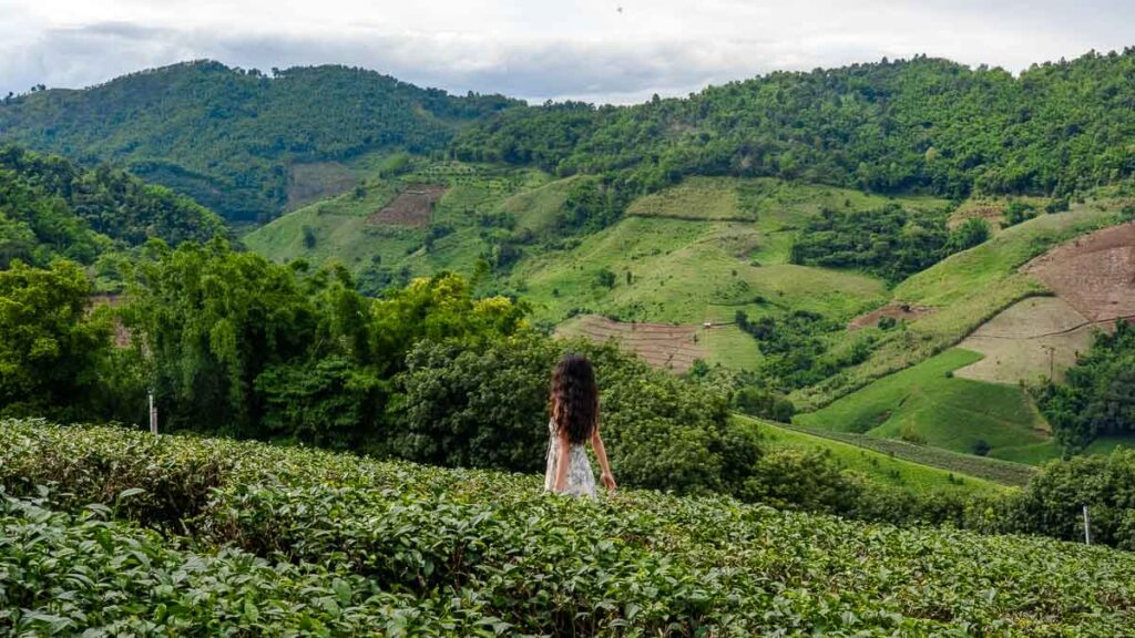 Girl in the tea plantations in Mae Salong - Thing to do in Thailand
