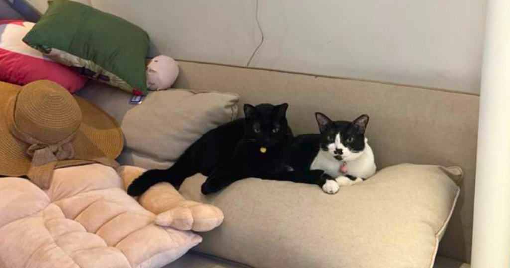 Cats of TTI_2026