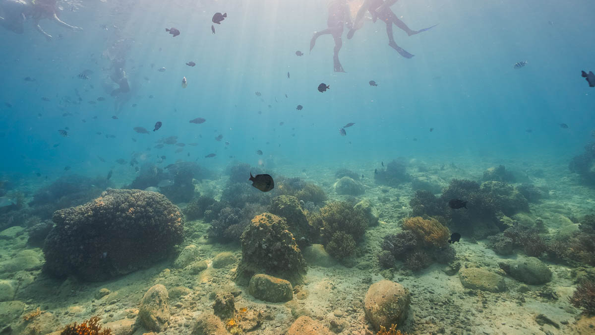 Corals in Hon Mun - Nha Trang attractions