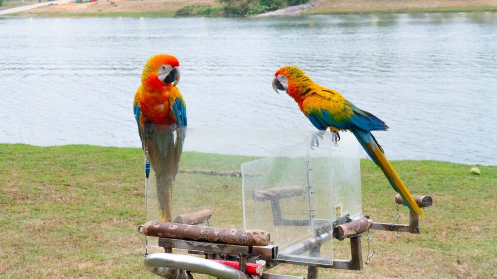 Two Parrots at Kallang - Things to do in Singapore