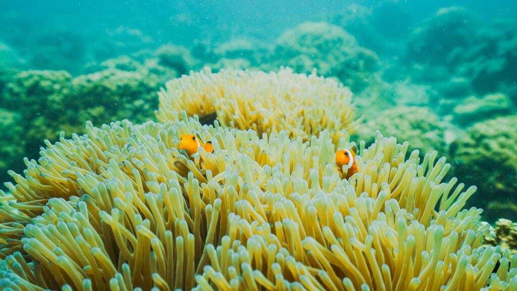 2 Clown Fish in Perhentian Islands - Things to do in Kota Bharu
