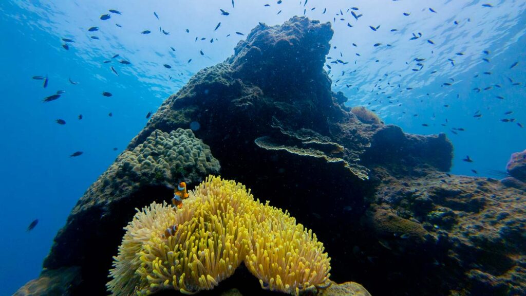 Corals and Fish at Perhentian Islands - Things to do in Kota Bharu