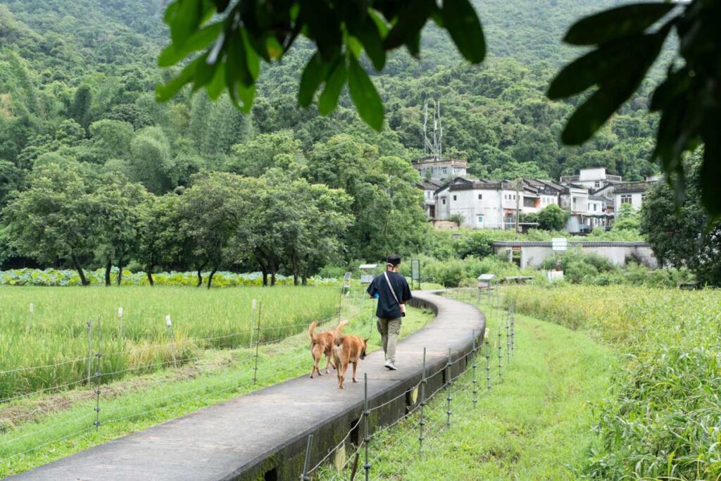 Frances Kwan Artion Outdoor village dogs Hong Kong Lai Chi Wo Hakka Village - RURAL ROOTS (NTU GO-FAR 2026)
