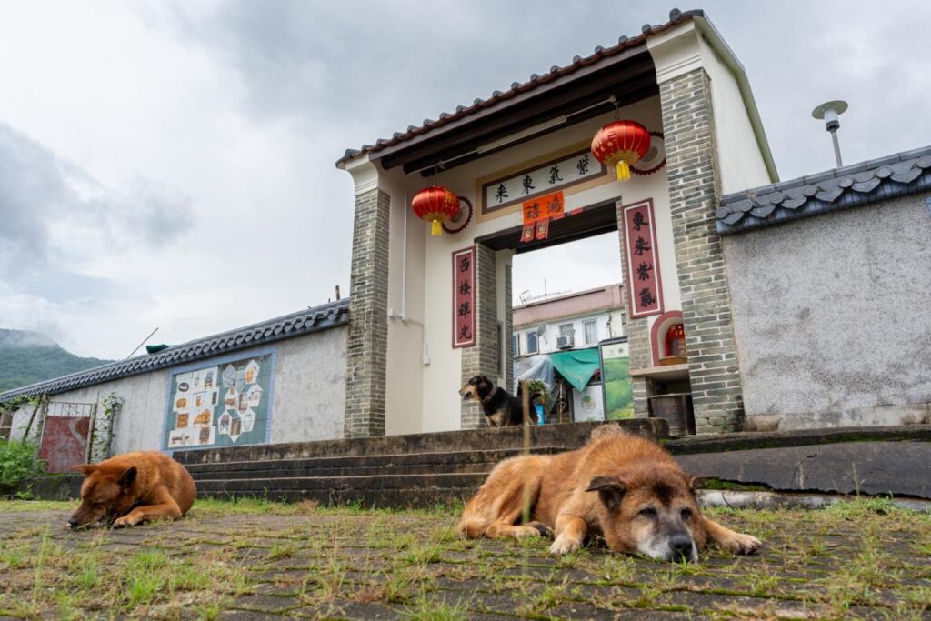 Village dogs rest at Lai Chi Wo East Entrance - RURAL ROOTS (NTU GO-FAR 2026)